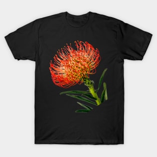 Bright Red Pincushion Protea T-Shirt